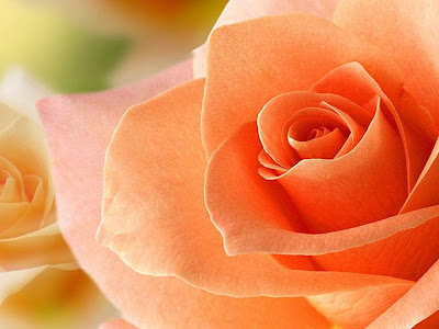 70以上 薔薇 壁紙 おしゃれ 高画質 137015-薔薇 壁紙 おしゃれ 高画質