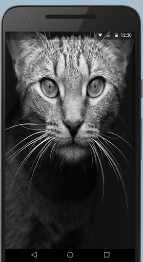 Cute Cats Live Wallpaper