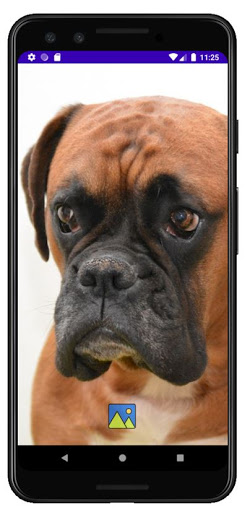 Fondos de Pantalla de Perros P