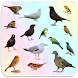 鳥百科事典 - Androidアプリ