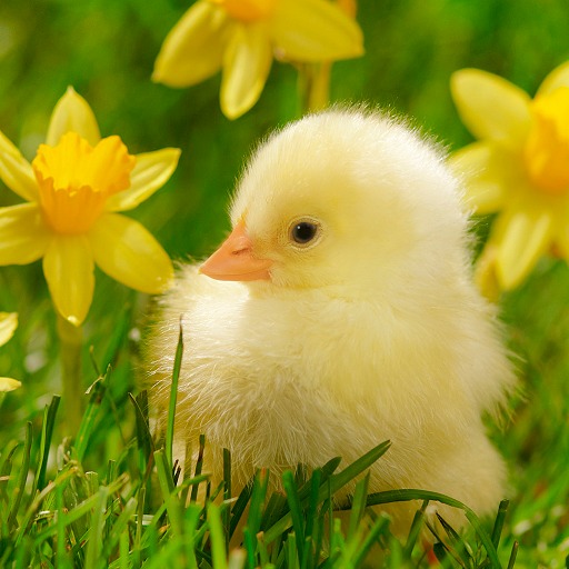 Duck wallpaper Download on Windows