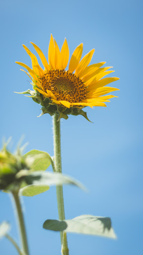 Sunflower Wallpapers