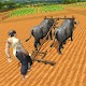 Village Plow bull Farming