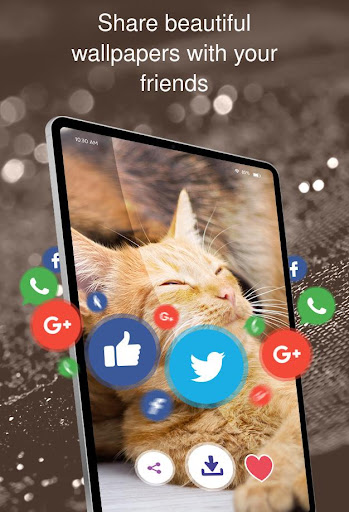wallpapers with cats