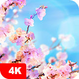 Spring Wallpapers 4K icon
