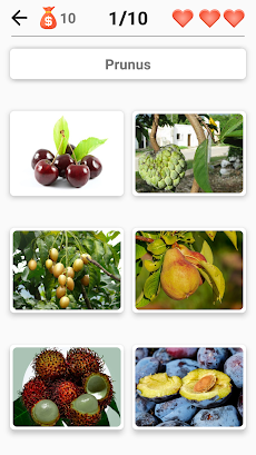 Fruits and Vegetables, Berriesのおすすめ画像3