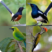Masteran Burung Empat Jenis