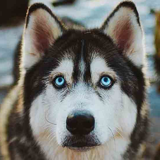 Siberian Husky Dog Wallpapers Download on Windows