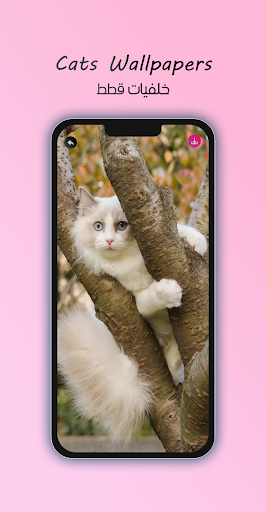 4K Cats Wallpapers Screen 2