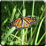 Butterfly Video Live Wallpaper icon