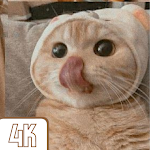 Cover Image of Скачать Cute Cat Wallpaper 4K 1.0.0 APK