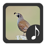 Quail Sounds