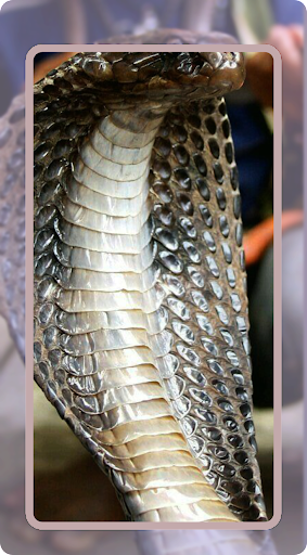 King Cobra Wallpaper