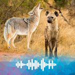 Cover Image of Download Jackal and Hyena sounds  APK