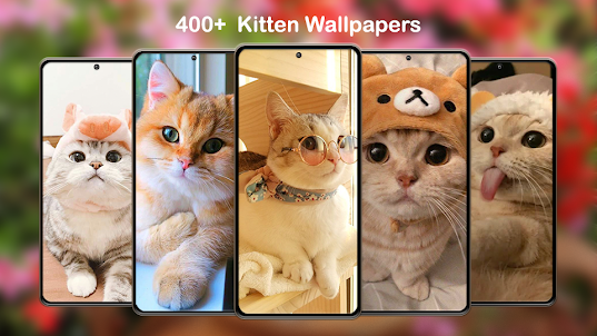 Kitten Cute Wallpapers