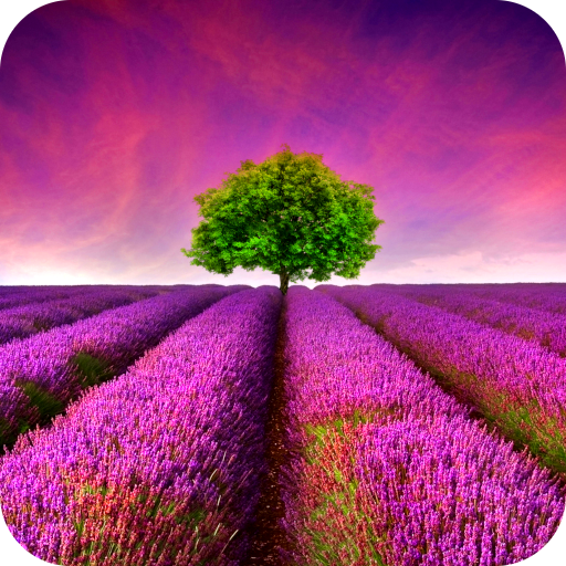 Lavander Field Live Wallpaper logo