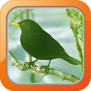 Masteran Burung Blackbird  Icon