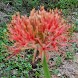 Hina hydrangeas flower