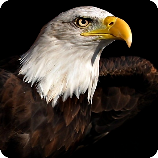 Eagle Wallpaper HD 3D