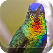 Top 40 Personalization Apps Like Birds Live HD Wallpapers - Best Alternatives