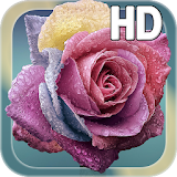 Raindrops Rose Live HD icon