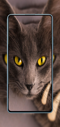 Cute Cat Wallpapers HD