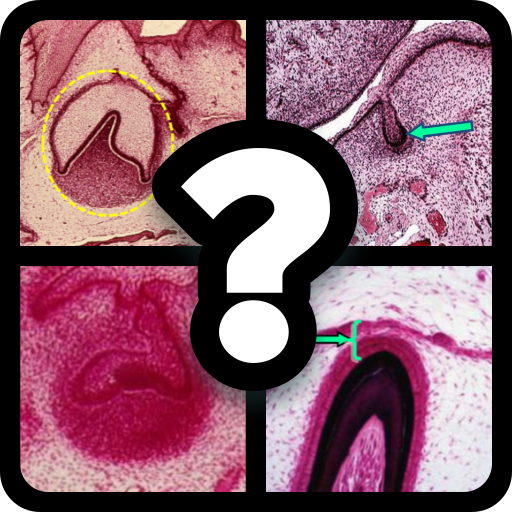 Tooth Development Quiz logo