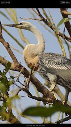 Birds of India