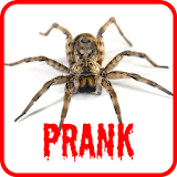 Spider Scare Prank icon