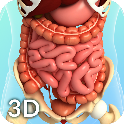 Digestive System Anatomy  Icon