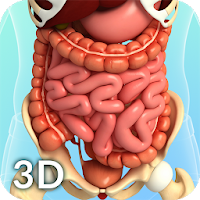 Digestive System Anatomy