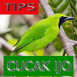 Cover Image of 下载 Tips Perawatan Cucak Ijo  APK
