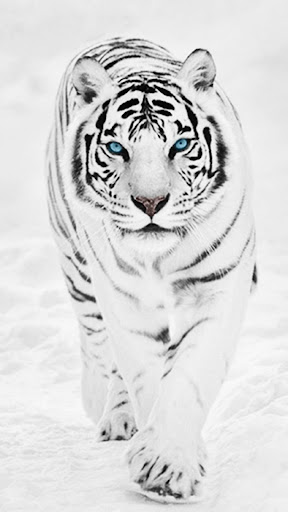 Tiger Wallpaper Screen 2