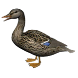 Ducks Sounds icon