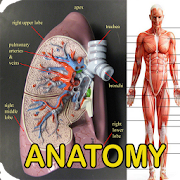 Anatomy Of Human Body  Icon