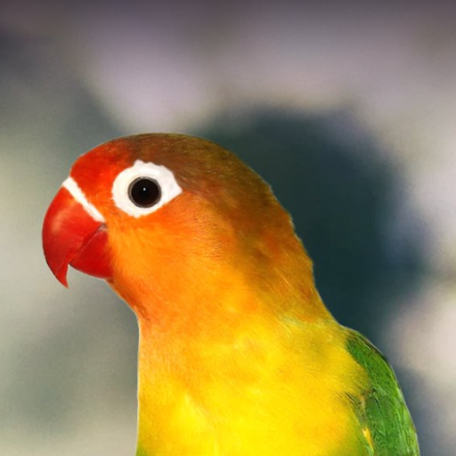 Lovebird sounds logo