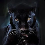 Cover Image of Télécharger Panther Wallpapers HD  APK