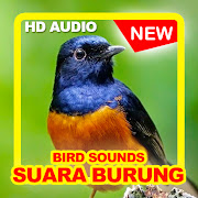 Koleksi Suara Masteran & Pikat Semua Burung Kicau