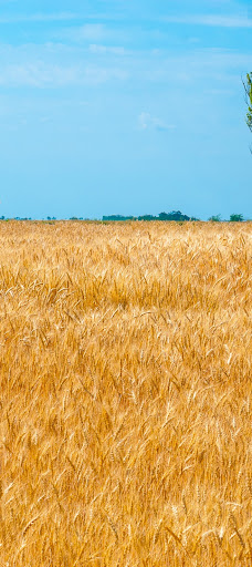 Summer Nature Wallpapers 2023 Screen 2
