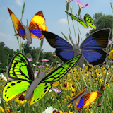 Butterfly animated color LWP! icon