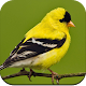 Bird Wallpaper HD Windows'ta İndir