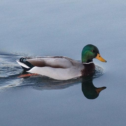 Duck Calls logo