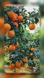 Fruit Wallpaper HD