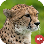 Cover Image of ダウンロード Cheetah Sounds  APK