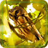 Owls Free HD LWP icon