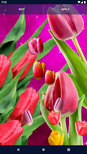 Tulips Spring Live Wallpaper