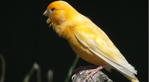 Canto de Canário Belga