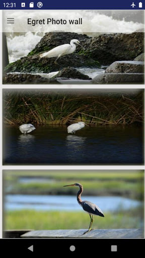 egret bird wallpaper