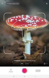 Picture Mushroom – Mushroom ID 6