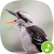 Appp.io - Laughing kookaburra